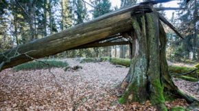 abgeknickter Baum nach Sturm